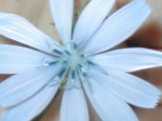 �`�R���̉�