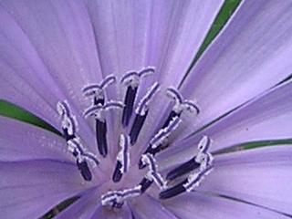 �`�R���̉�