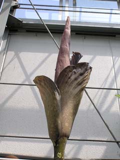 �A�����t�H�t�@���X�E�M�K�X