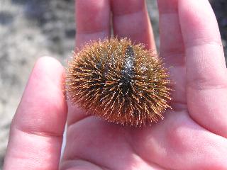 �E�j�E���܂���