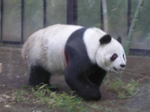 ���L�V�R���痈���p���_�̂��ł���