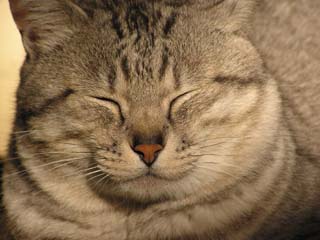 ���ڗl�i�L�j