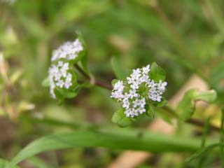 ���O�̂킩��Ȃ���