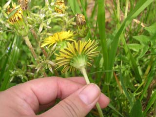 �^���|�|���̂P