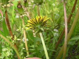 �^���|�|���̂Q