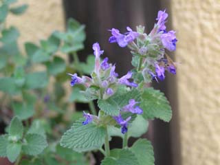 �L���b�g�~���g�̉�