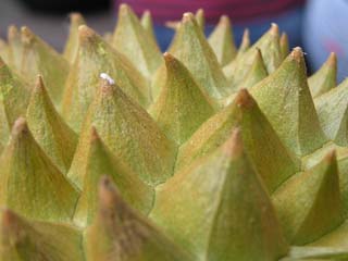 �h���A���̔�