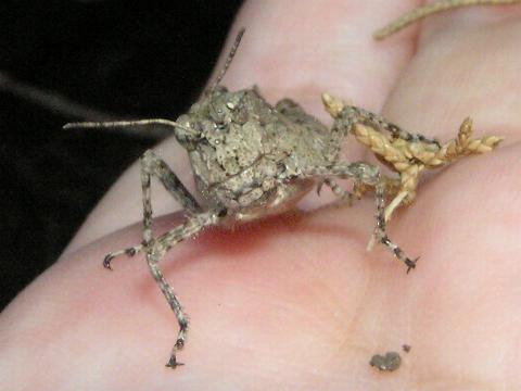 ���΂��΂����J�����o�b�^