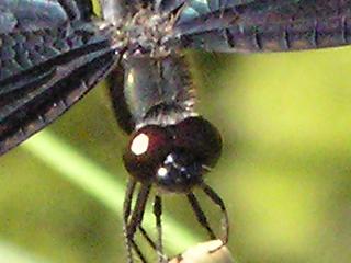 �m�C�Y���炯�̃`���E�g���{