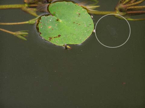 �}�~�Y�N���Q