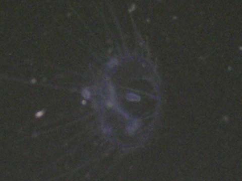 �}�~�Y�N���Q