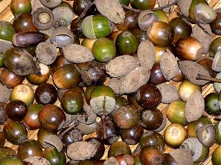 �h���O��