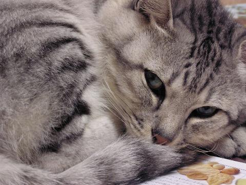 �I���T�}�˂ނ˂�