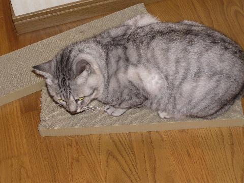 �܌��������Ă��������