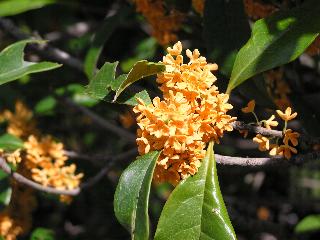 �L�����N�Z�C