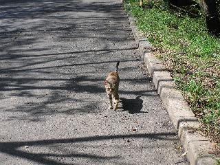 �o�C�L���H