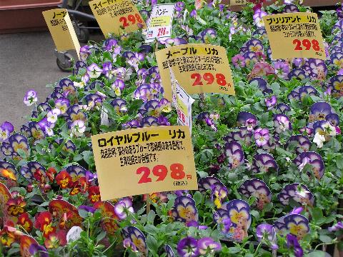 ���J�����p���W�[