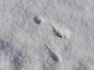 �E�T�M�̑��ՁH