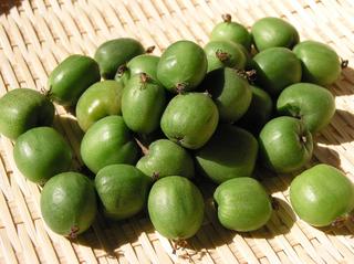 �x�r�[�L�E�C�i�T���i�V�j