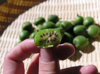 �x�r�[�L�E�C�i�T���i�V�j